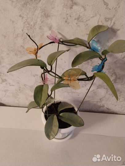 Хойя грей хост