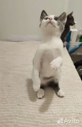 Котята в добрые руки бесплатно. Котики