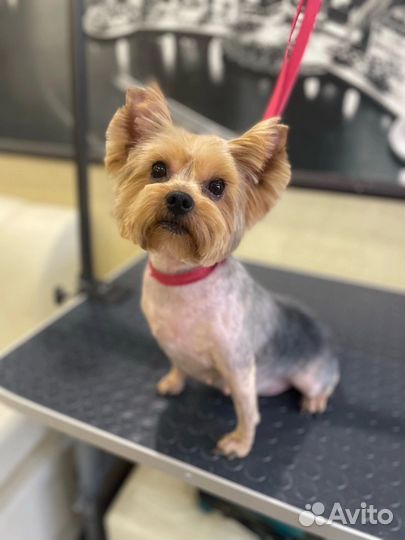 Грумер собак и кошек