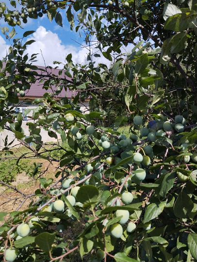 Дом 181,9 м² на участке 12,8 сот.