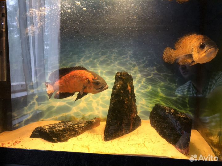 Астронотусы (пара)