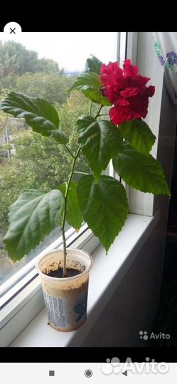 Гибискус, декабрист