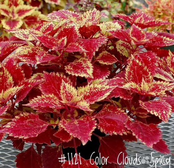 Колеусы Вегетативные (в ассортименте)