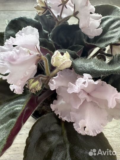 Комнатные растения цветы