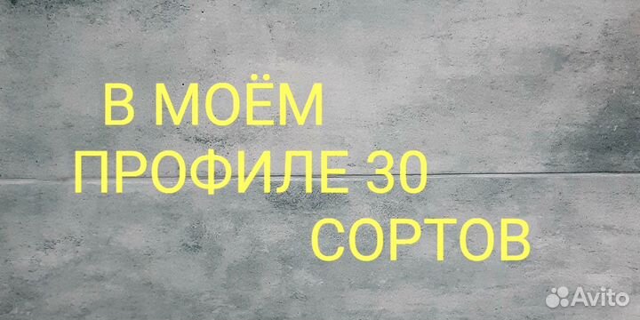 Фикус де гантель почта