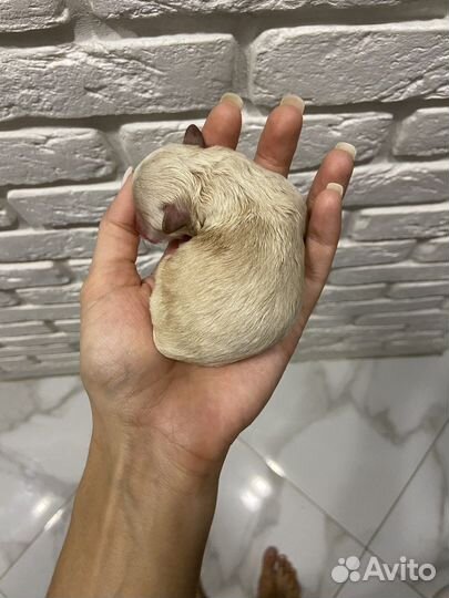 Мальтипу f1 микро детки