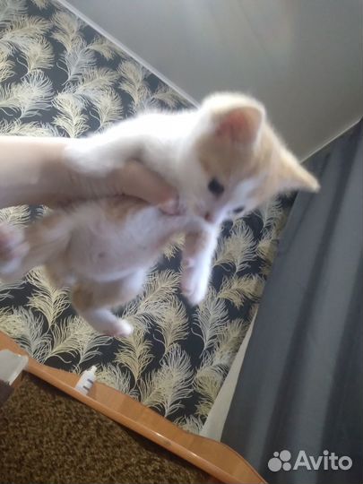 Котята бесплатно