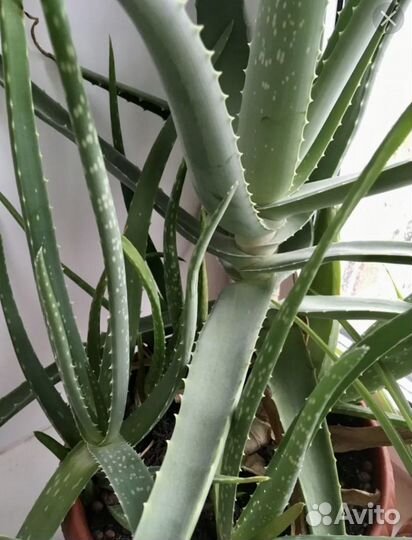 Алоэ лечебный