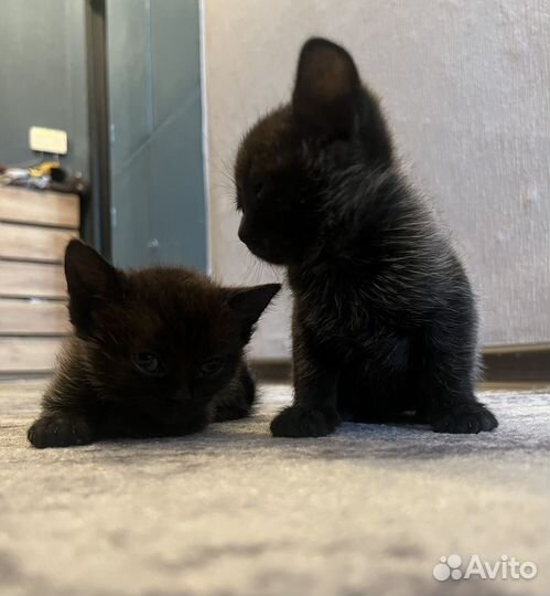 Британская котята