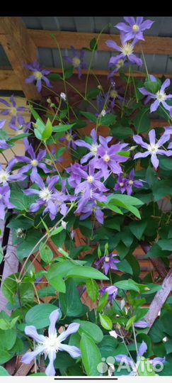 Многолетники для сада