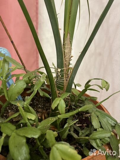 Финиковая пальма