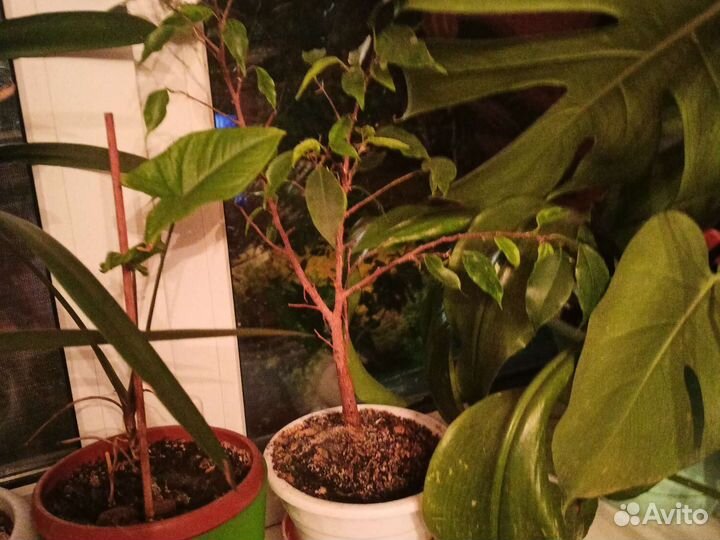 Фикус бенджамина