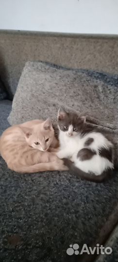 Отдам даром бесплатно