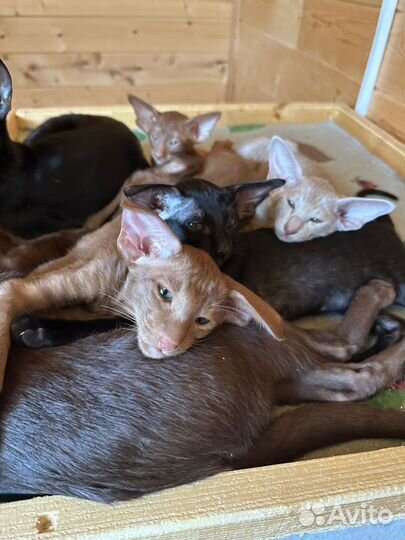 Ориентальные котята