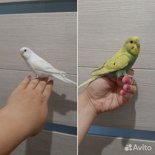 Волнистые попугайчики