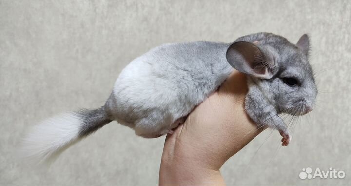 Шиншилла девочка