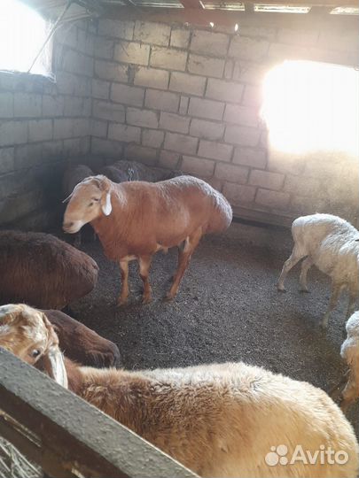 Баран гиссар на племя