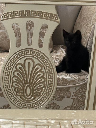 Отдам котенка