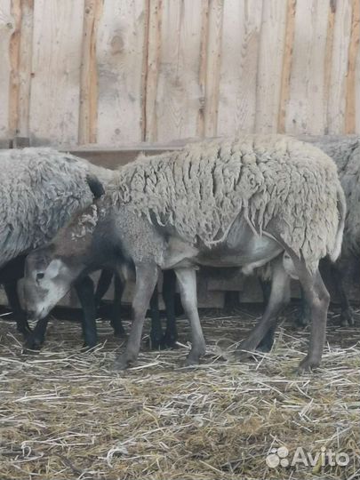 Баран Катумский