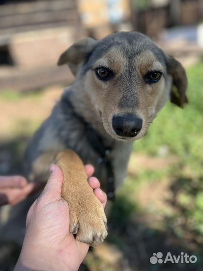 Собака в добрые руки