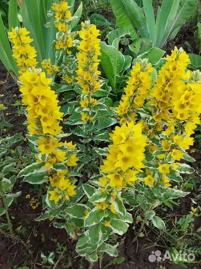 Вербейник многолетний