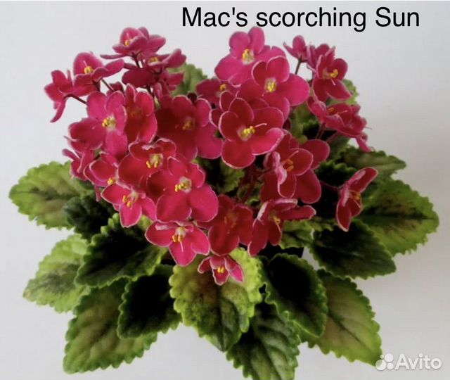 Фиалка, Каланхое Каландива