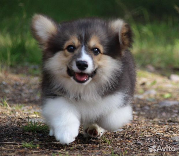 Вельш-корги пемброк