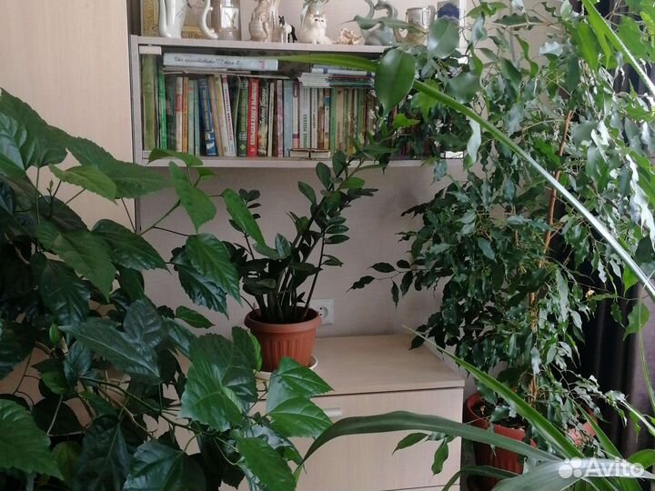 Комнатные растения, цветы