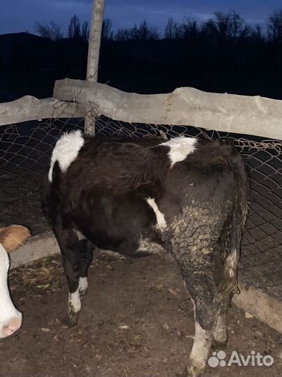 Бычки телки