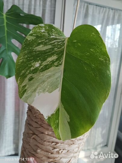 Монстера Альба