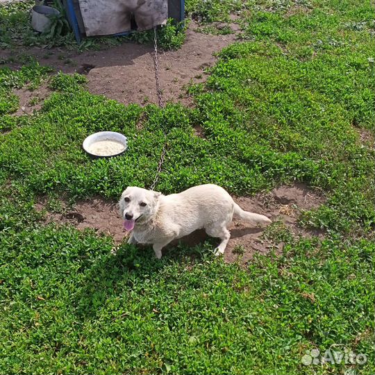 Собака в добрые руки