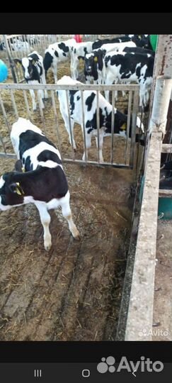 Бычки швицы