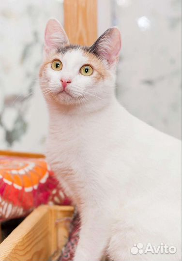Кошечка Хвостик в добрые руки