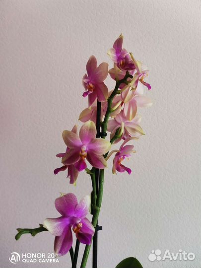 Орхидея фаленопсис лиодоро