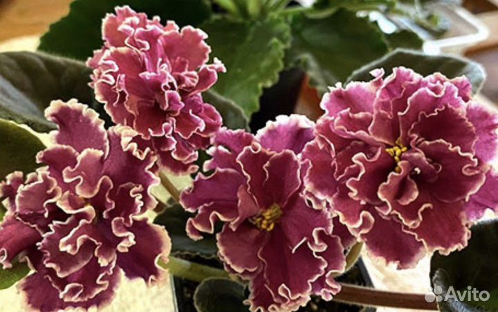 Фиалка ек-кураж