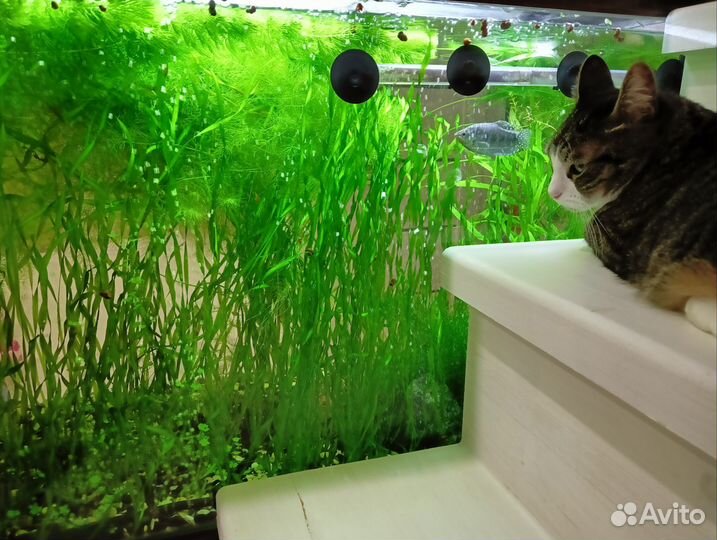 Растения для аквариума, креветки, теодоксусы