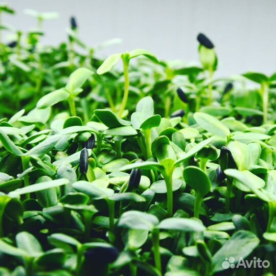 Микрозелень оптом и в розницу, проростки маша
