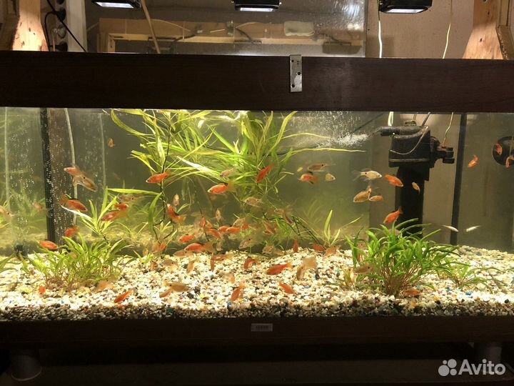 Аквариумные рыбки