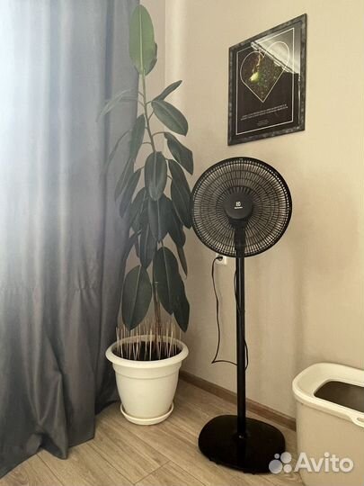 Фикус Калика