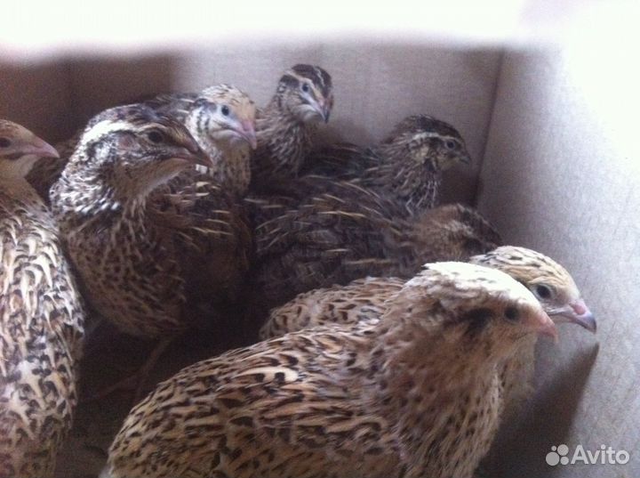 Перепела разных пород и яйцо перепелов