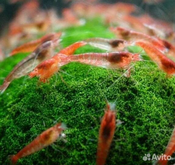 Аквариумные креветки вишневые