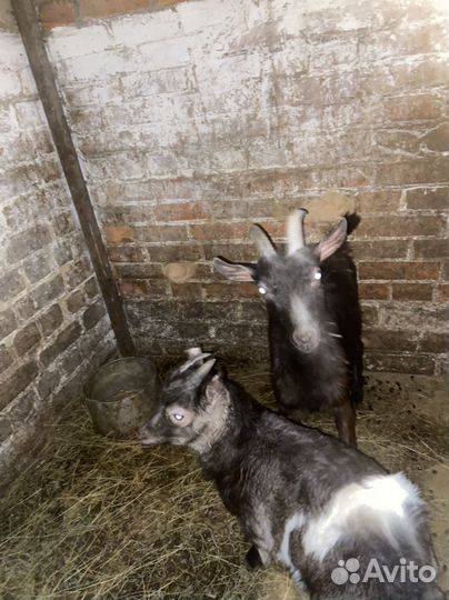 Коза молодая дойная