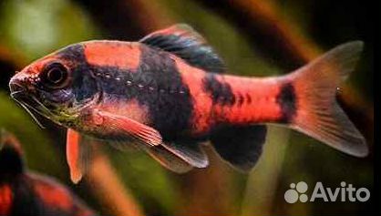 Рыбки для аквариума