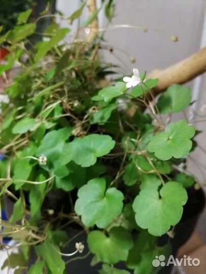 Черенки гибискуса, хойи Белла, цимбалярии