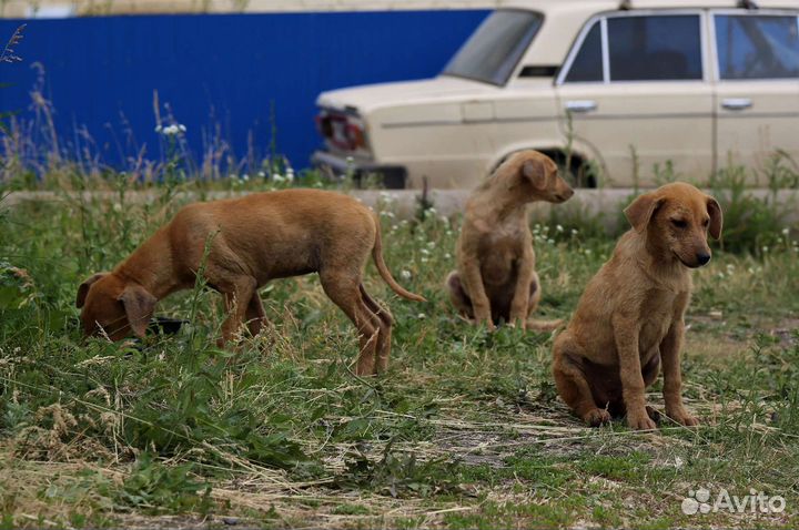 Щенки