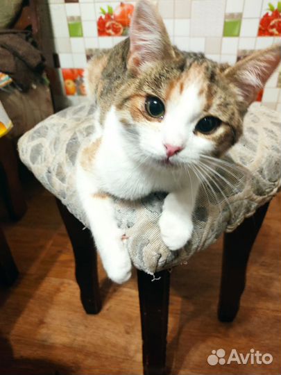 Кошка в дар