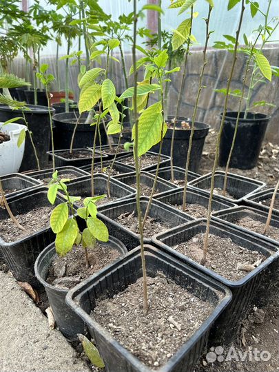 Экзотические плодовые растения