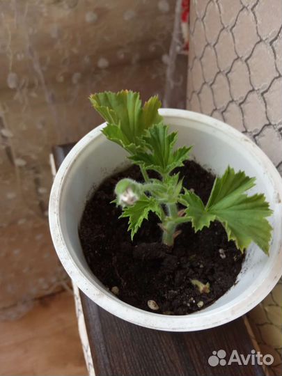 Королевская герань, набирает цвет