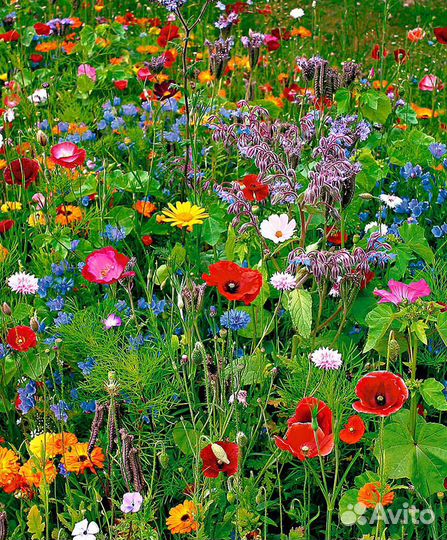 Цветущий Мавританский газон