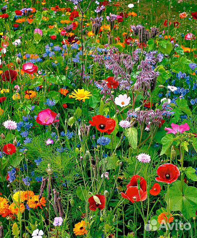 Цветущий Мавританский газон